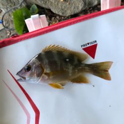 河口でエビ撒き釣り