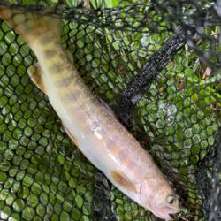 初夏の渓流釣り