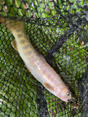 初夏の渓流釣り