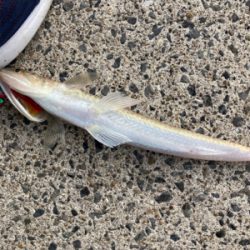 ヤマトカマスとエソ