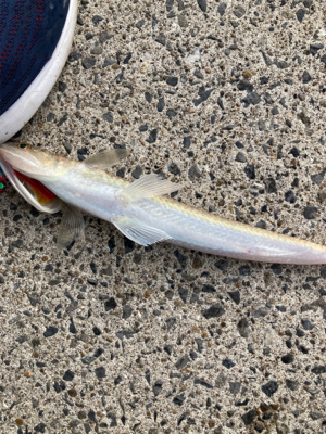 ヤマトカマスとエソ