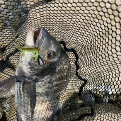 チニング 昼間は早巻が良い。