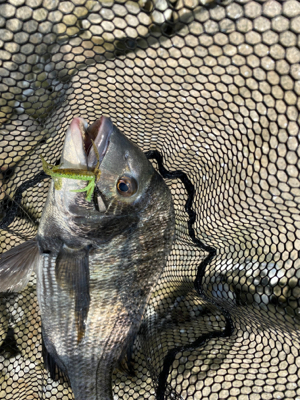 チニング 昼間は早巻が良い。