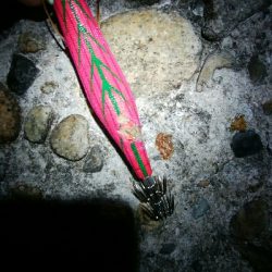 春？夏！　障泥烏賊1杯！