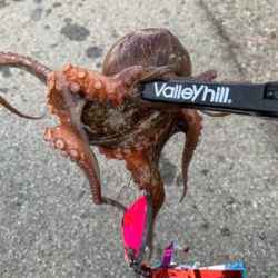 渋いですショアタコ！