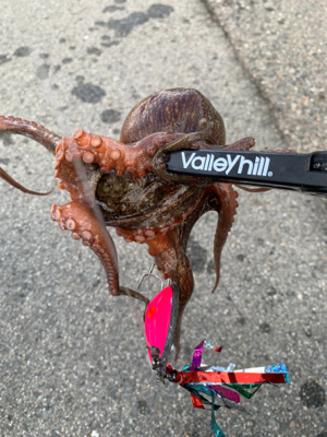 渋いですショアタコ！