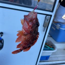 若狭湾でのSLJと小アジの泳がせ釣り