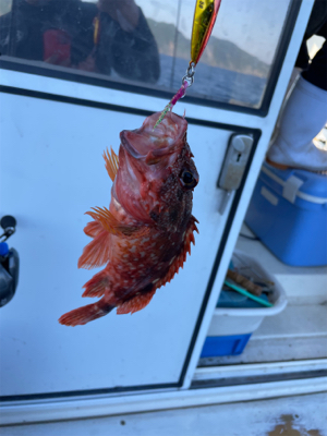 若狭湾でのSLJと小アジの泳がせ釣り