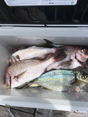 炎天下の海上釣り堀