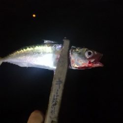 アジング練習　310