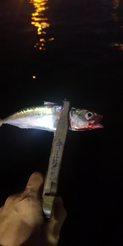 アジング練習　310