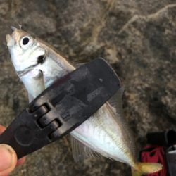 2021 佐渡ヶ島ライトゲーム