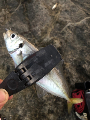 2021 佐渡ヶ島ライトゲーム