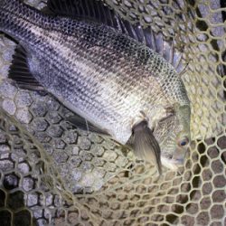 淀川ブリームゲーム