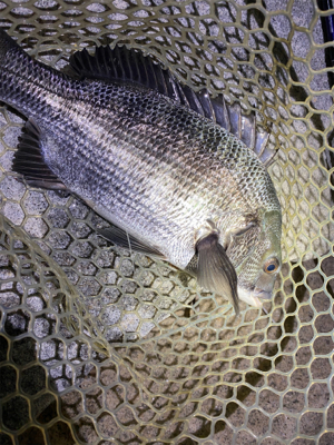 淀川ブリームゲーム