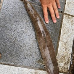 今日もマリーナシティは高活性