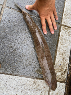 今日もマリーナシティは高活性