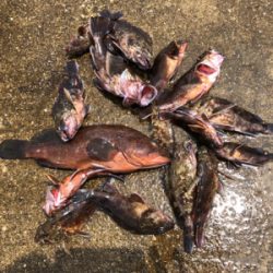 久々の探り釣りに行きました。