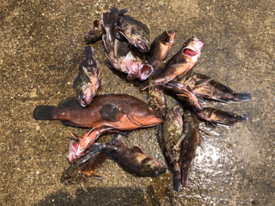 久々の探り釣りに行きました。