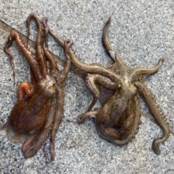 2日ぶり湾奥コスモへ蛸散歩。。3杯。