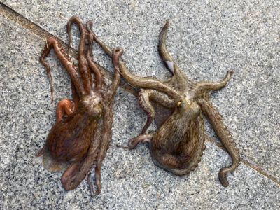 2日ぶり湾奥コスモへ蛸散歩。。3杯。