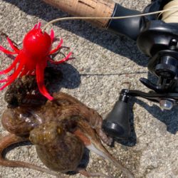 鋼の心燃やし蛸マラソン。615グラム。。