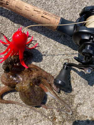 鋼の心燃やし蛸マラソン。615グラム。。