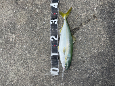 ショアジギング