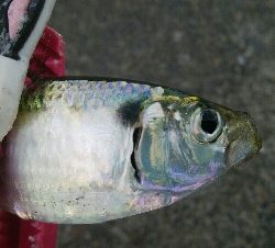 『釣りデビュー(*^-^*)』208