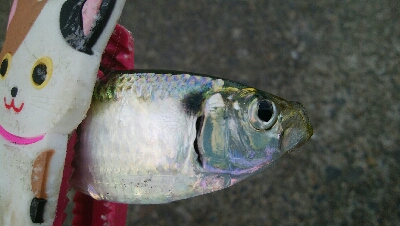 『釣りデビュー(*^-^*)』208