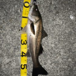 アジングナイト