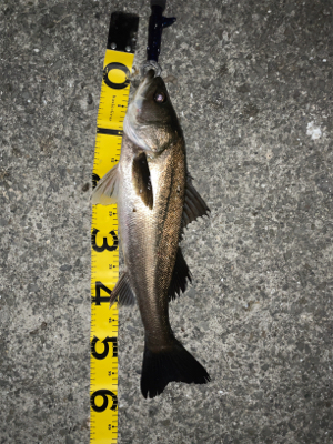 アジングナイト