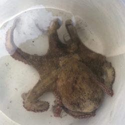 釣った蛸は美味い！