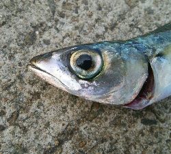 『釣りデビュー(^.^)』209