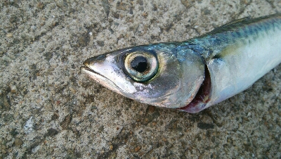 『釣りデビュー(^.^)』209