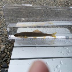 大ピンチ後、良型連チャン