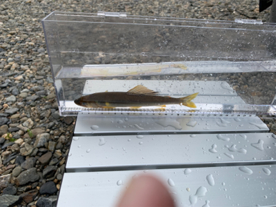 大ピンチ後、良型連チャン