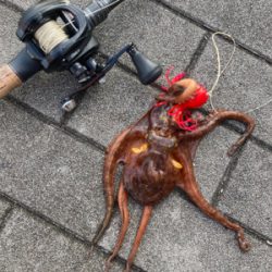 ハードロックポイントのみHC蛸散歩。3杯。。