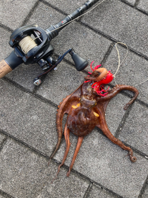 ハードロックポイントのみHC蛸散歩。3杯。。