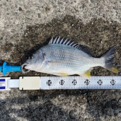 田辺市で紀州釣り