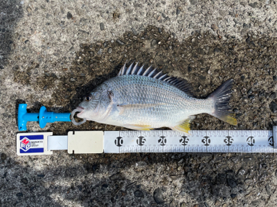 田辺市で紀州釣り