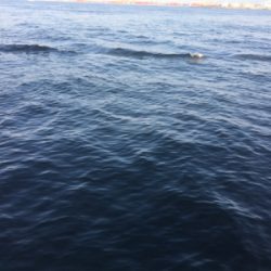 （メクリ？)アジ