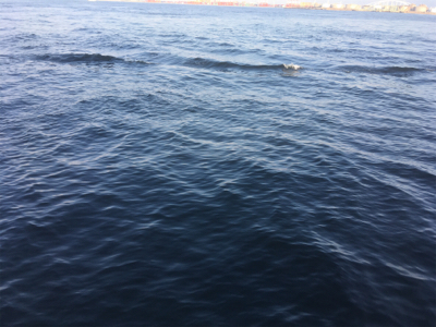 （メクリ？)アジ