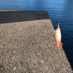 夕まずめ狙い アジング