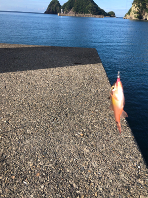 夕まずめ狙い アジング