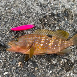 ねざかなパラダイス