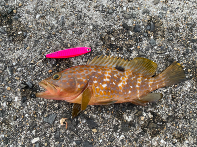 ねざかなパラダイス