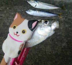 『釣りデビュー(´▽`)』211