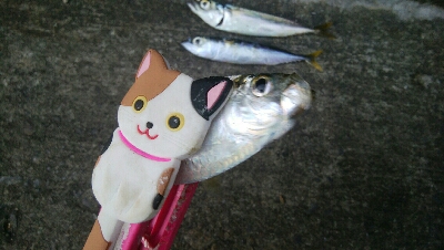 『釣りデビュー(´▽`)』211