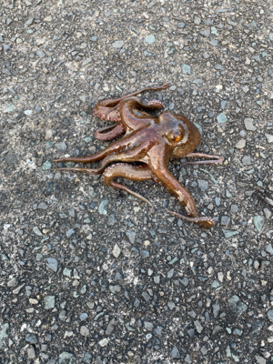 なんとかんとか